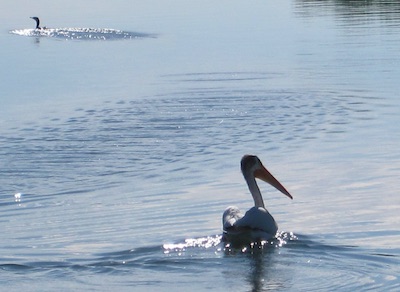 American Pelican