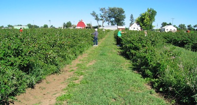 Berry Patch Farm