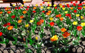 Boulder Downtown Spring