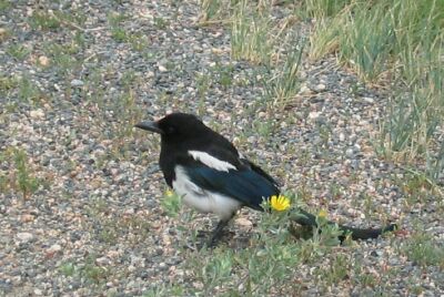 Magpie