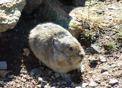 Pikas, Rocky Mountain National Park 