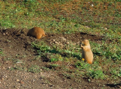 prairie dog ボルダー, CO