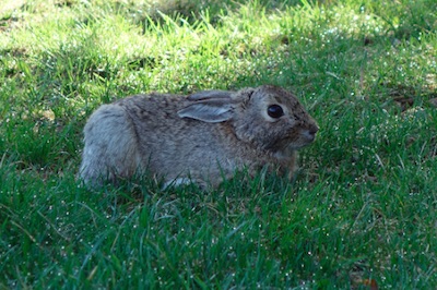 野うさぎ Louisville, CO