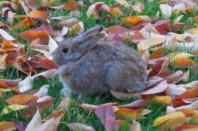 野うさぎ Boulder, CO