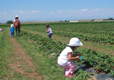 berry patch farms, Denver, CO