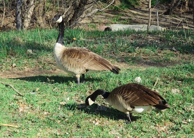 Goose, Boulder, CO