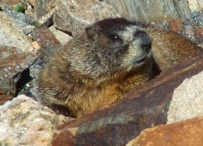 ロッキー山脈国立公園 モルモット