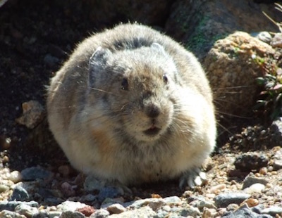 ロッキー山脈国立公園 パイカ