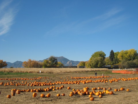 Cottonwood Farm コロラド　かぼちゃ刈り