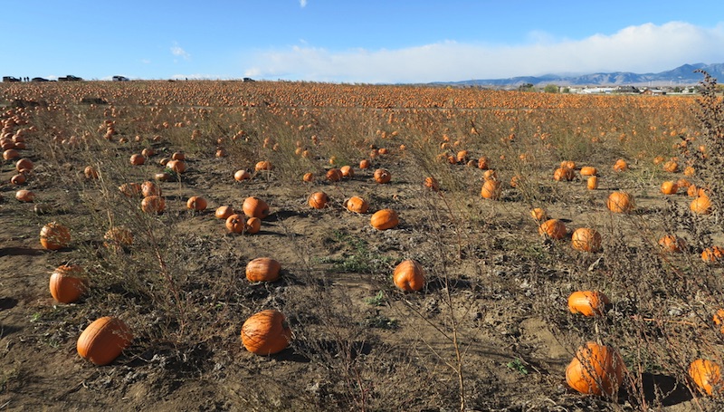 Rock Creek Farm コロラド　かぼちゃ刈り