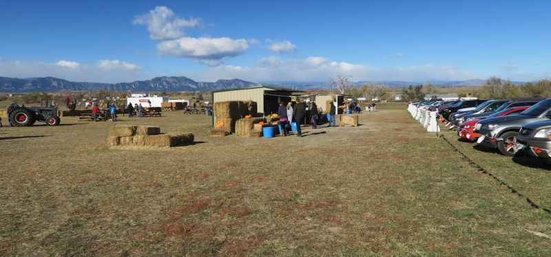 Rock Creek Farm コロラド　かぼちゃ刈り