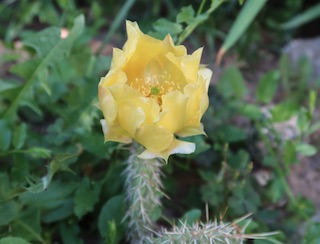 コロラド ボルダーの庭 サボテンの花