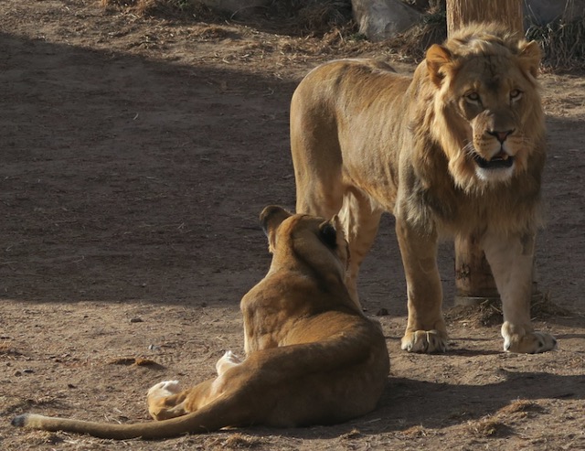 Denver Zoo デンバー動物園