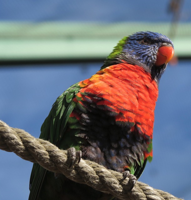 Denver Zoo デンバー動物園