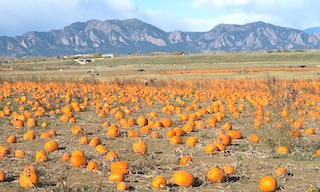 Rock Creek Farm コロラド　かぼちゃ刈り