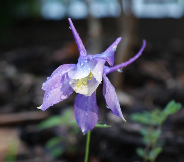 コロンバインの花