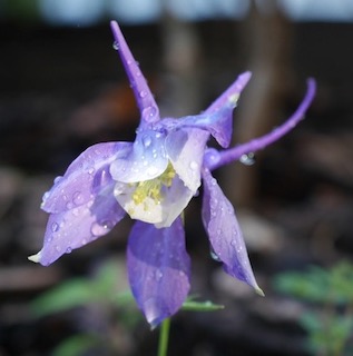 コロンバインの花