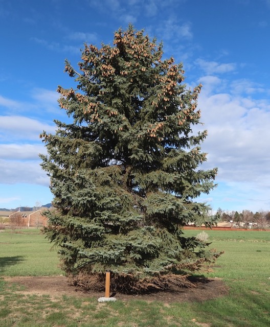 Louisville Arboretum 