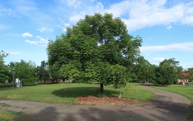 Louisville Arboretum 