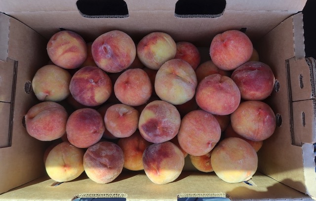 コロラドピーチ Palisade Colorado Peach