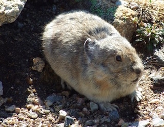 ロッキー山脈国立公園 パイカ