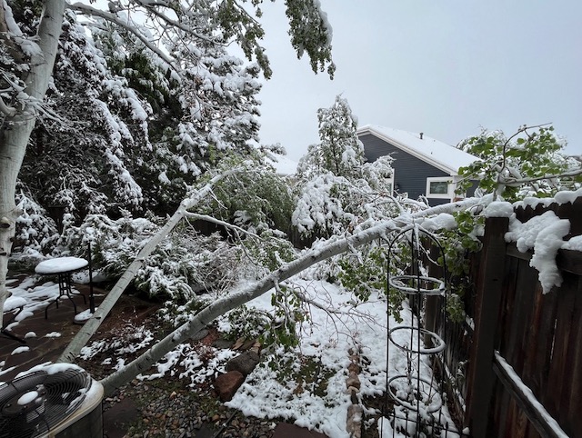 Boulder 5月の雪　倒木