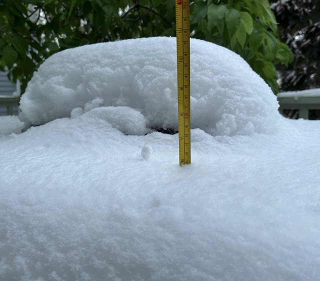 Boulder 5月の雪　倒木