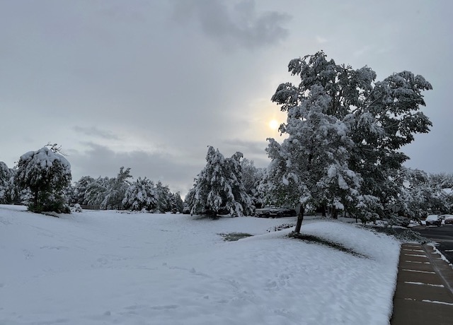 Boulder 5月の雪　木のダメージ