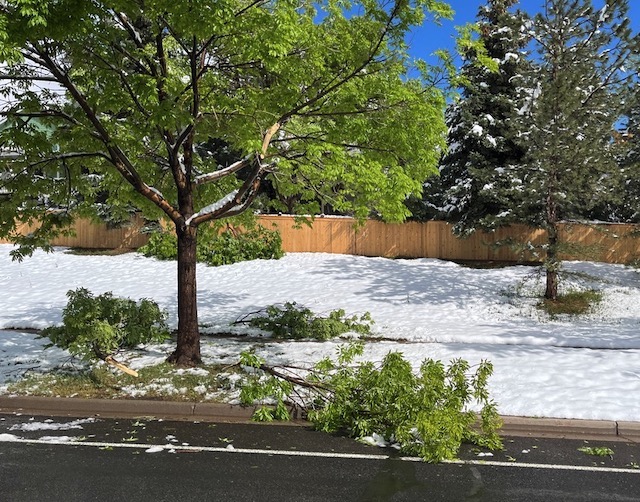 Boulder 5月の雪　木のダメージ