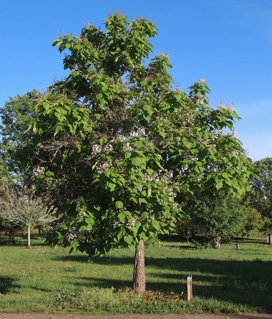 Western catalpa, Louisville Arboretum