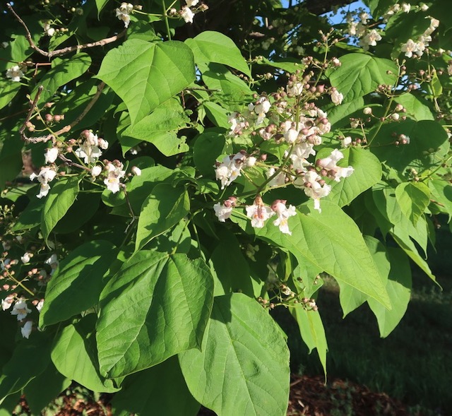 Western catalpa, Louisville Arboretum