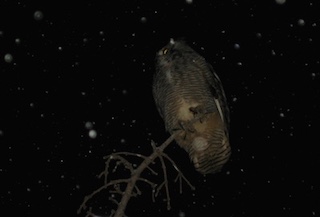 ボルダーの動物　ふくろう　Boulder, Colorado