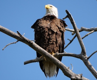 Bald Eagle コロラド州ボルダー 白頭鷲