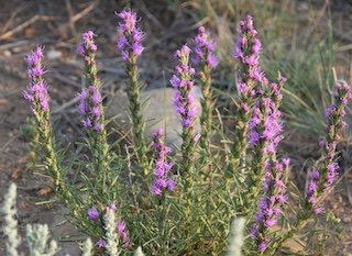 Wild flower, Davidson Mesa, Colorado