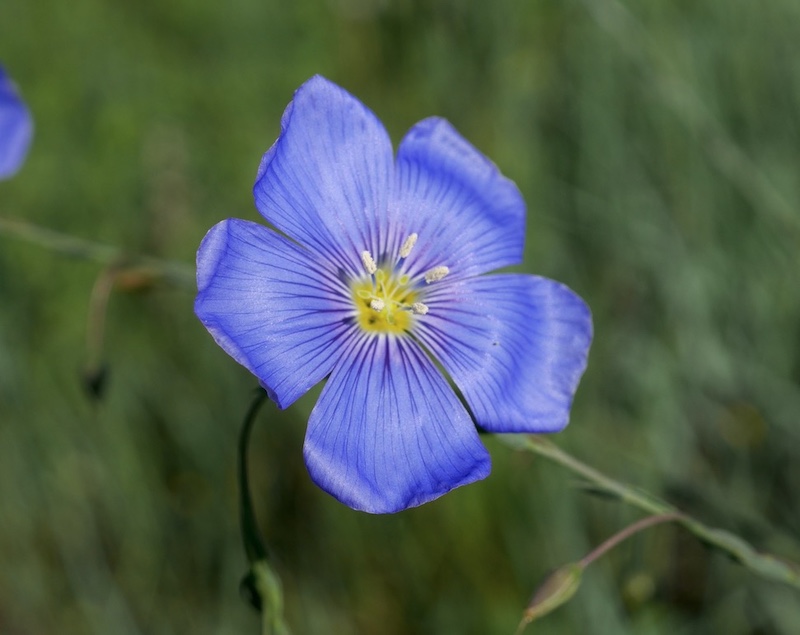 コロラド州 ボルダーの花