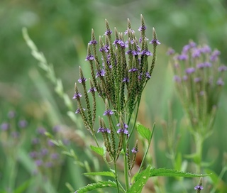 blue vervain teller farm 2025-08 下旬