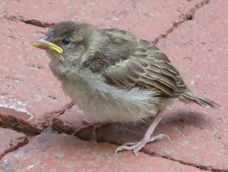 ボルダーの鳥　雀　Boulder, Colorado