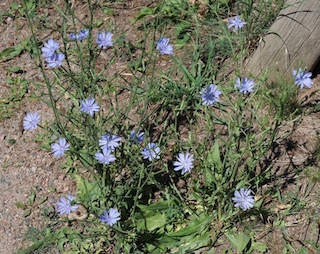 Chicory, Wild flower, Eldorado Canyon, Colorado