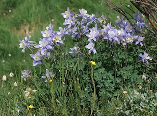 ボルダーとその近傍の花