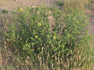 Wild flower, Davidson Mesa, Colorado