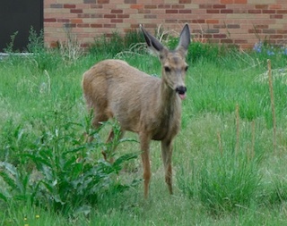 ボルダーの動物　鹿　Boulder, Colorado