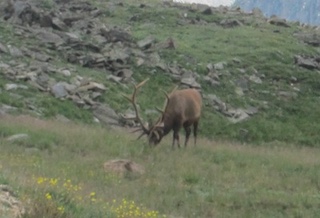 ボルダーの動物　エルク　Boulder, Colorado