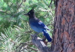 ボルダーの動物　Boulder, Colorado