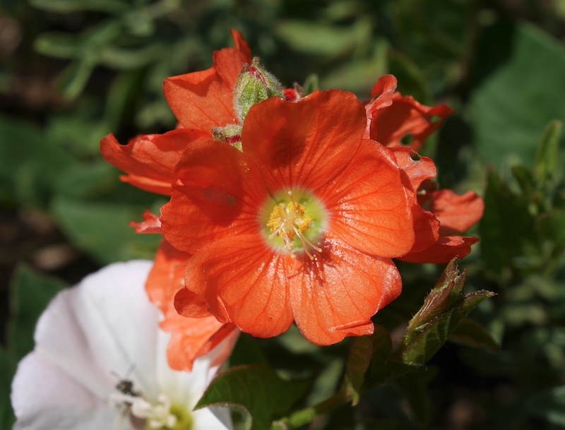 Sphaeralcea Coccinea, Boulder, Colorado