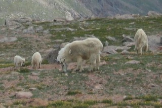 ボルダーの動物　Goat　Boulder, Colorado