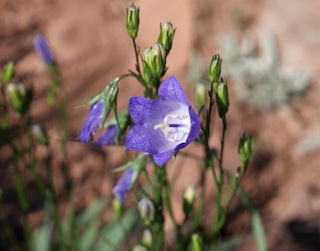Harebell, South Boulder Creek West, BLUE 花　コロラド ボルダー