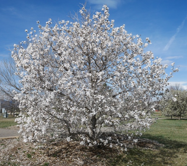Louisville Arboretum モクレン 木蓮Magnolia