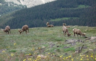 ボルダーの動物　羊　Boulder, Colorado