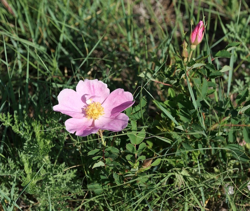 コロラド州 ボルダーの花