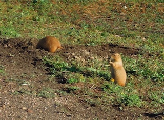 ボルダーの動物　プレーリードッグ　Boulder, Colorado